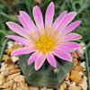 Echinocereus knippelanius orcutt