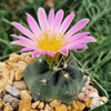 Echinocereus knippelanius orcutt