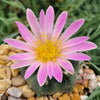 Echinocereus knippelanius orcutt