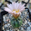 Echinocereus knippelanius orcutt