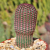 Rainbow Hedgehog Cactus - Echinocereus rigidissimus &