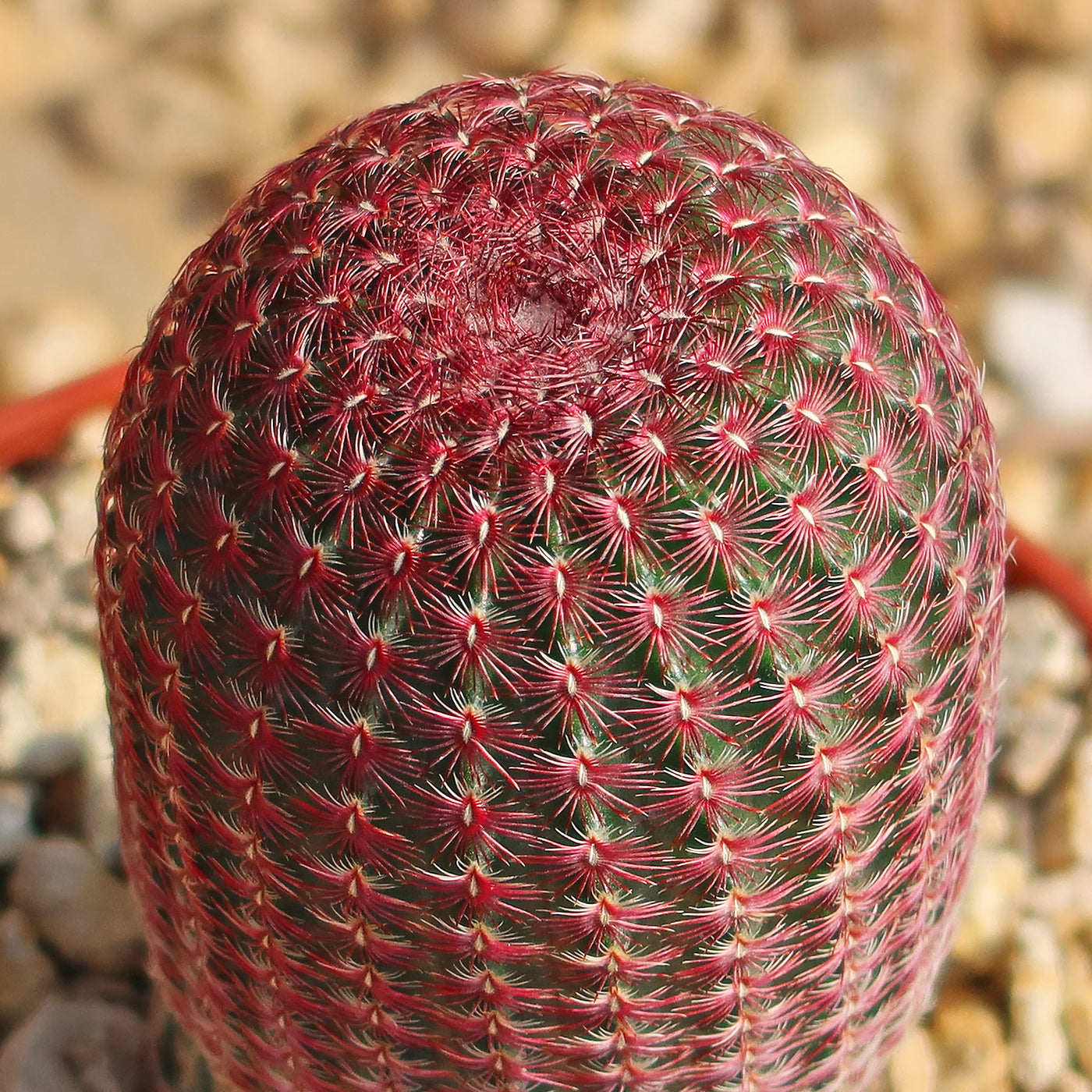 Echinocereus pectinatus rubispinus