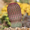 Rainbow Hedgehog Cactus - Echinocereus rigidissimus &