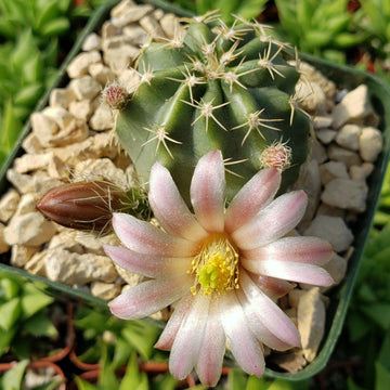 Buy Echinocereus Pulchellus Weinbergii Plant
