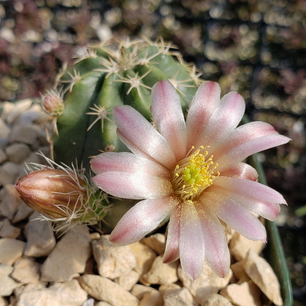 Echinocereus pulchellus weinbergii