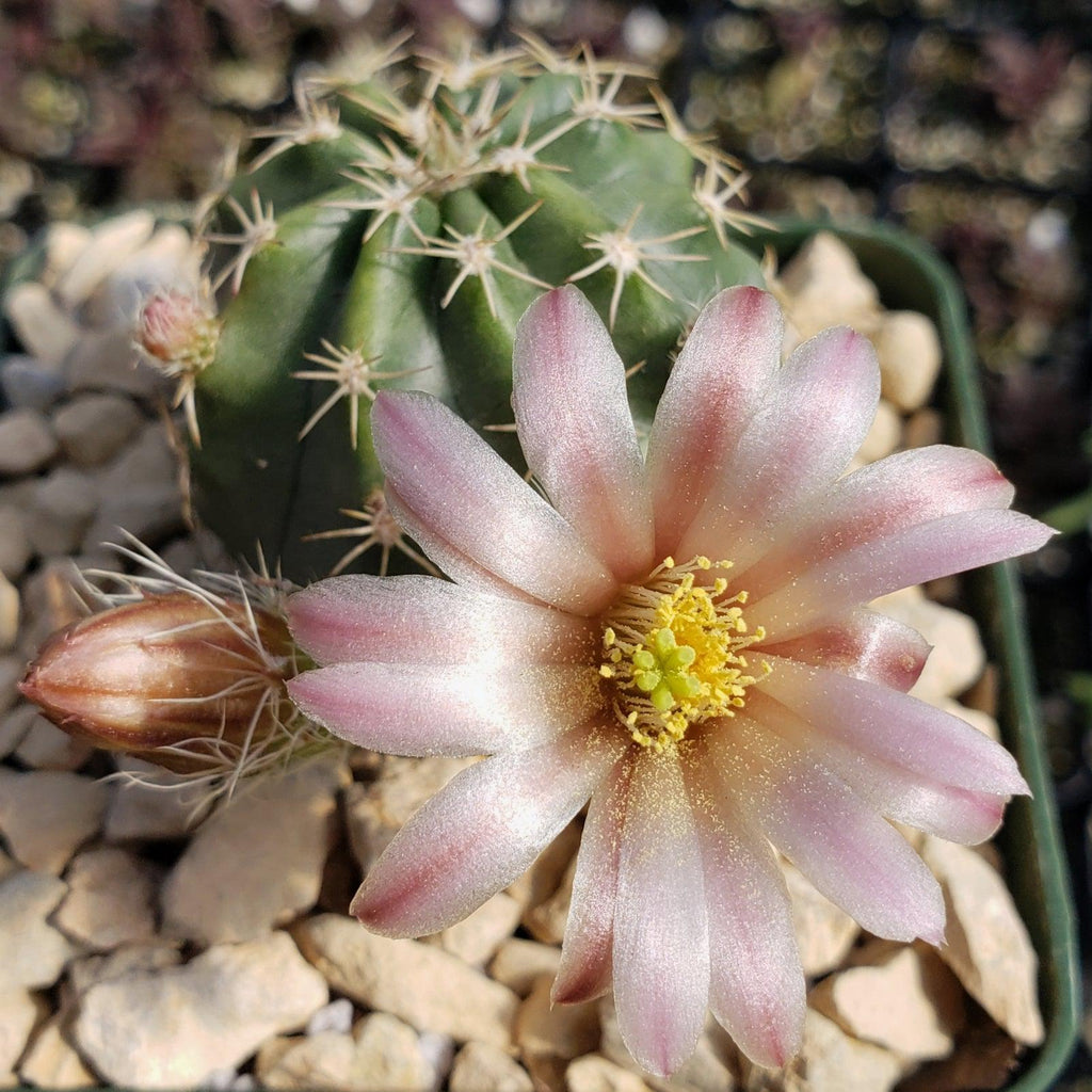 Echinocereus pulchellus weinbergii
