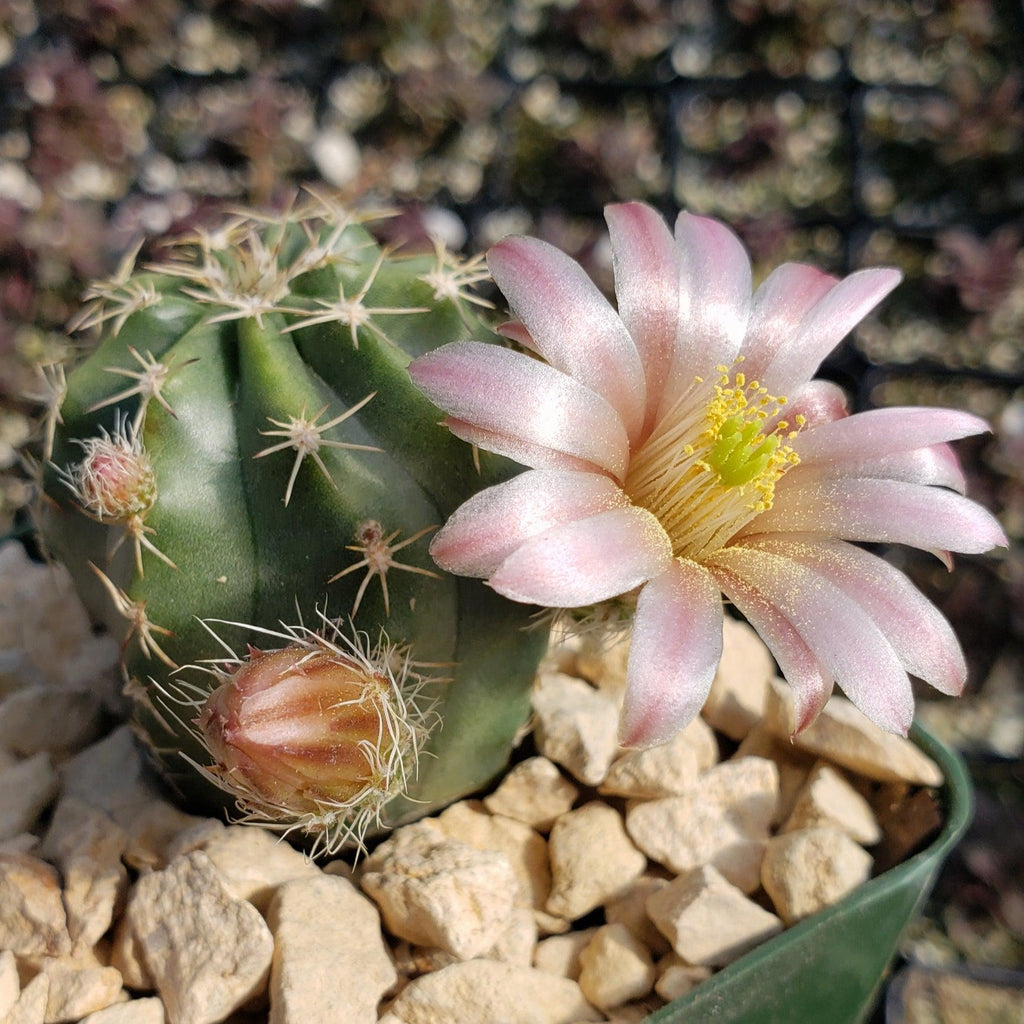 Echinocereus pulchellus weinbergii