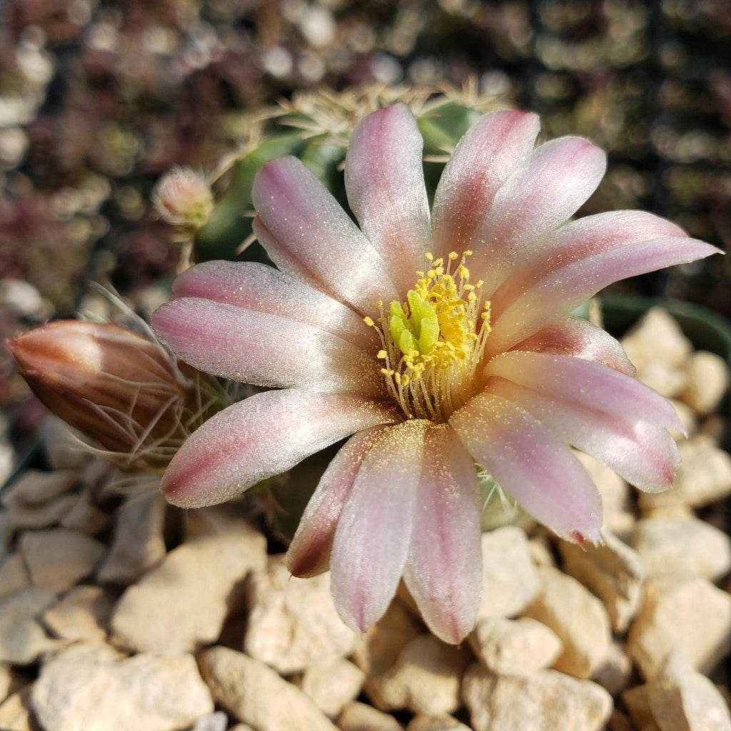 Echinocereus pulchellus weinbergii