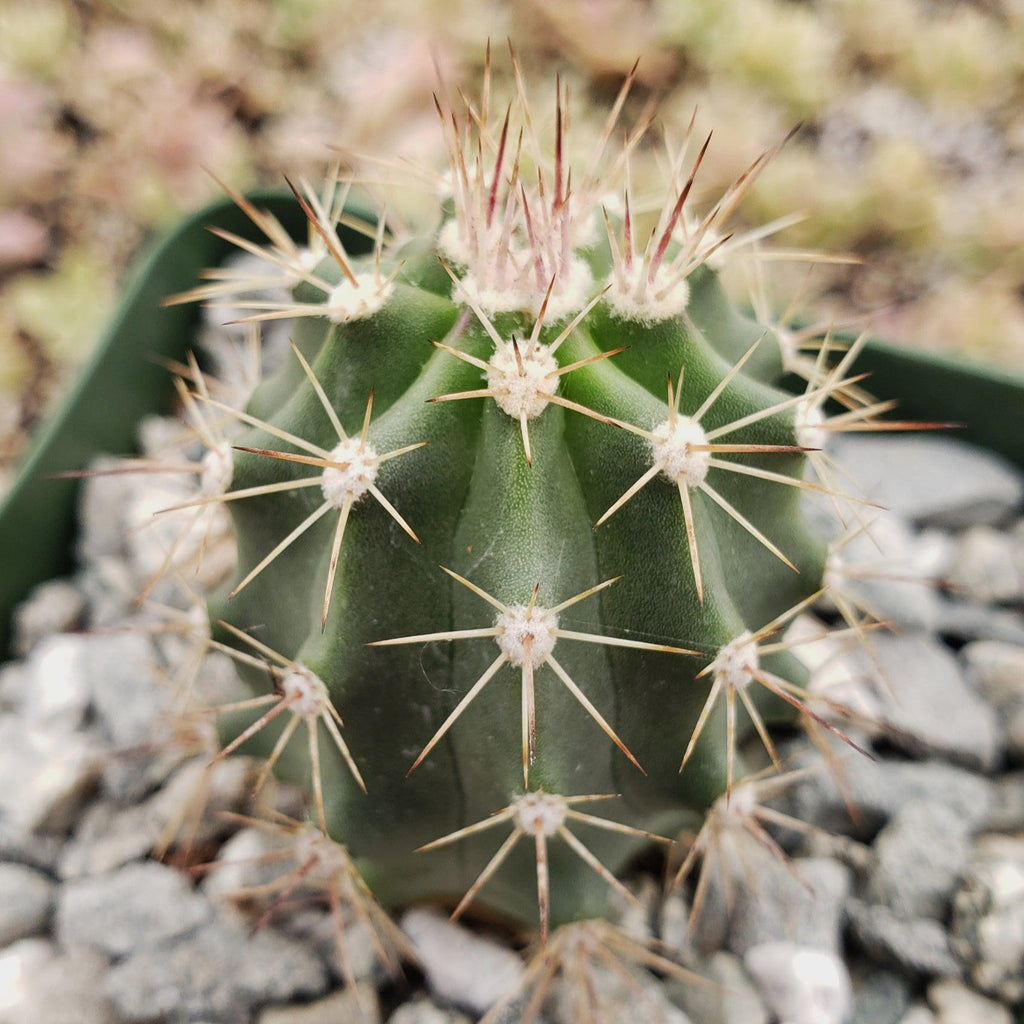 Echinocereus roemeri