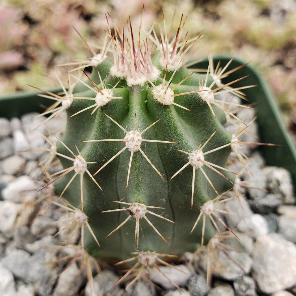 Echinocereus roemeri