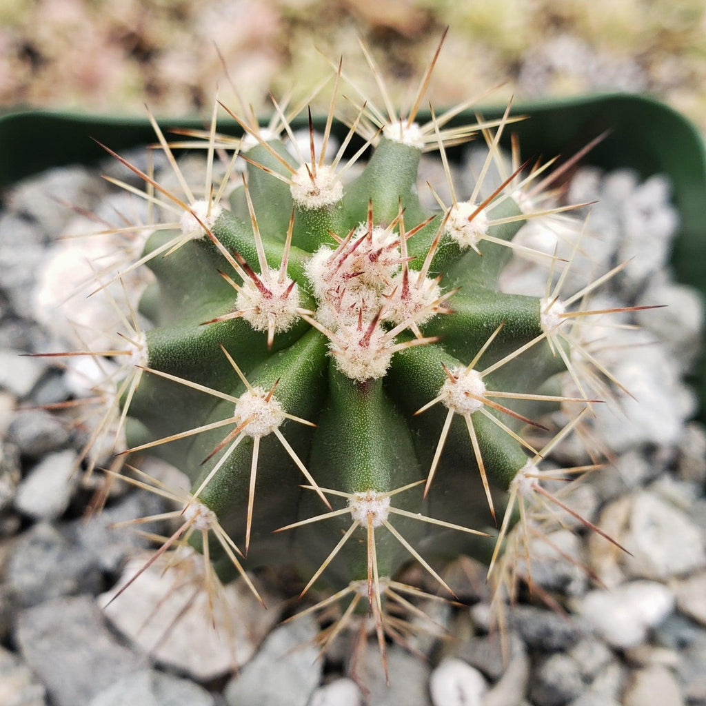 Echinocereus roemeri