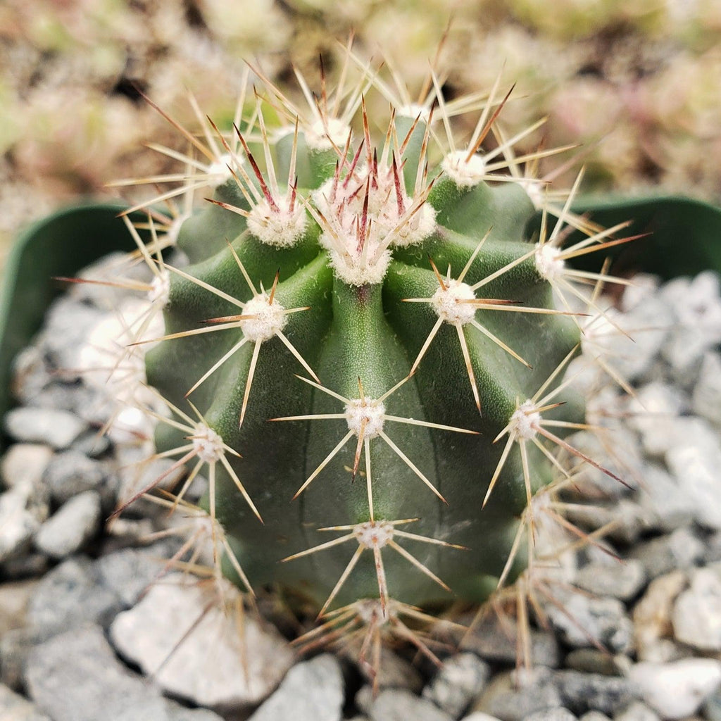 Echinocereus roemeri
