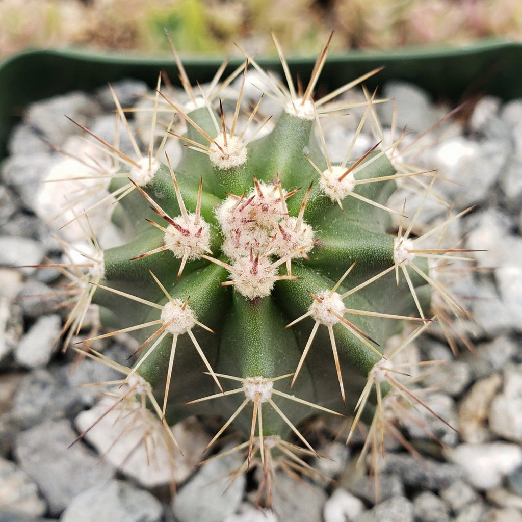 Echinocereus roemeri