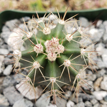 echinocereus roemeri Buy Echinocereus Roemeri “Cereus Coccineus” Online