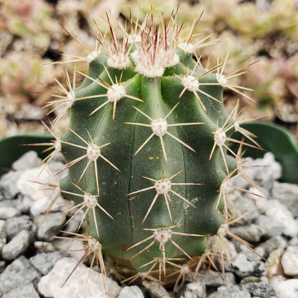 Echinocereus roemeri