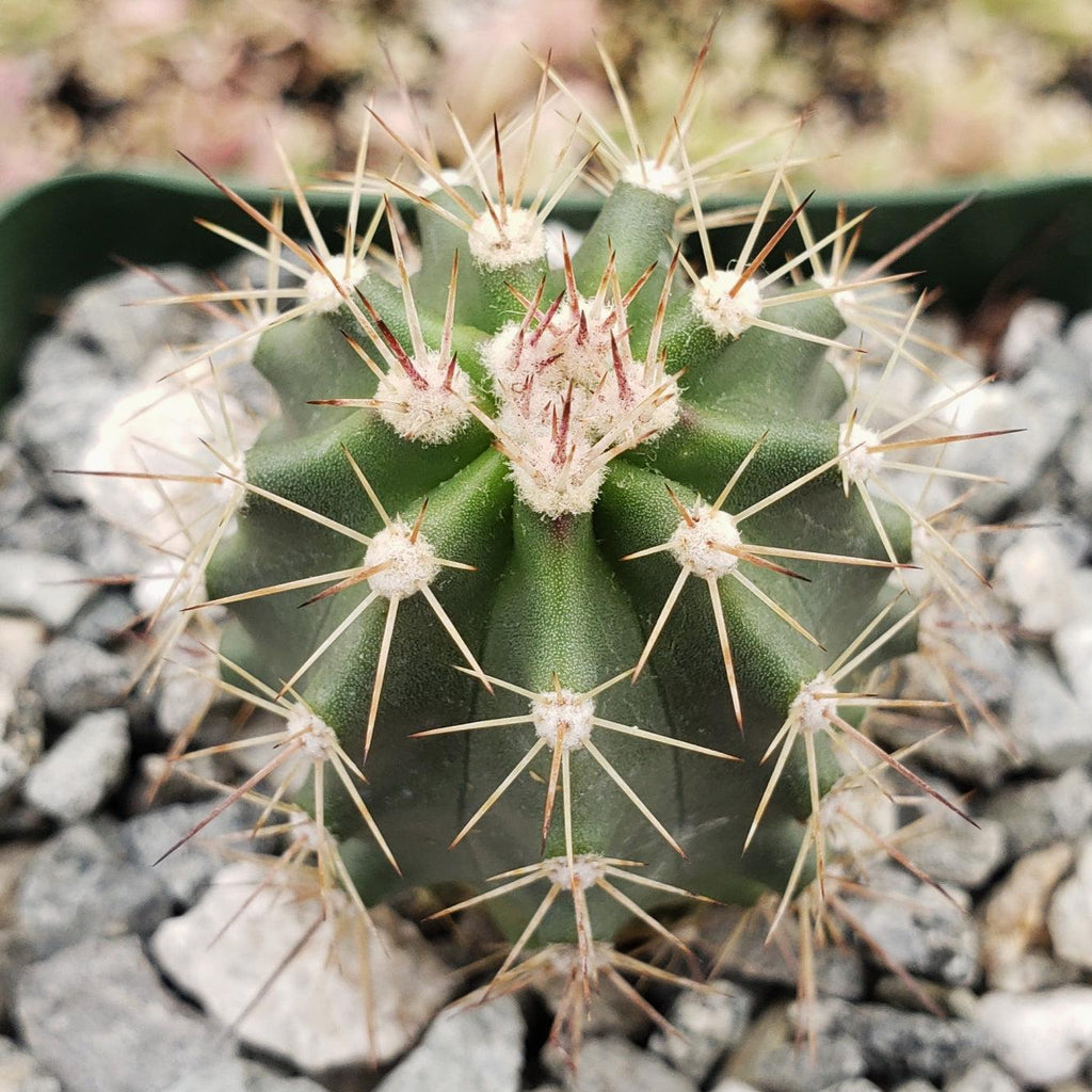Echinocereus roemeri
