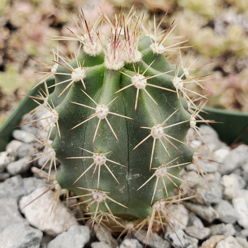Echinocereus roemeri