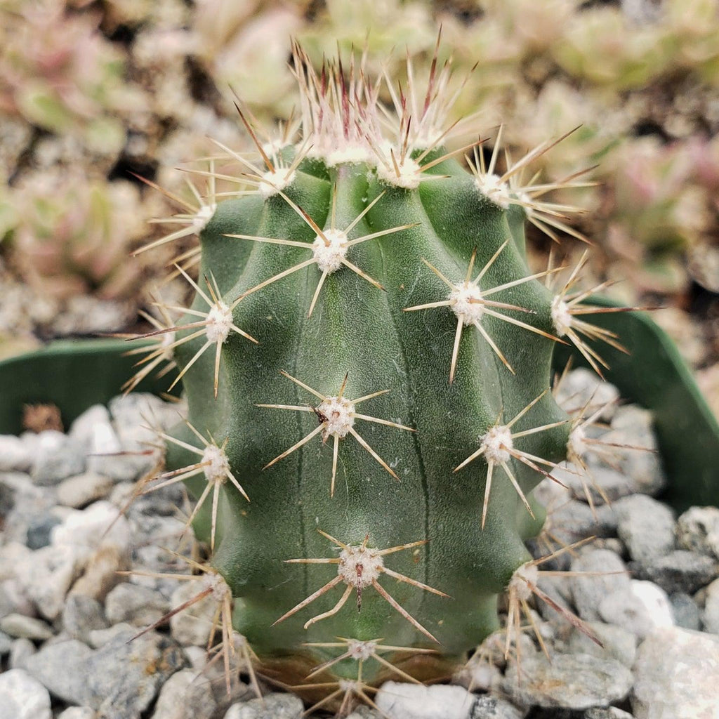 Echinocereus roemeri