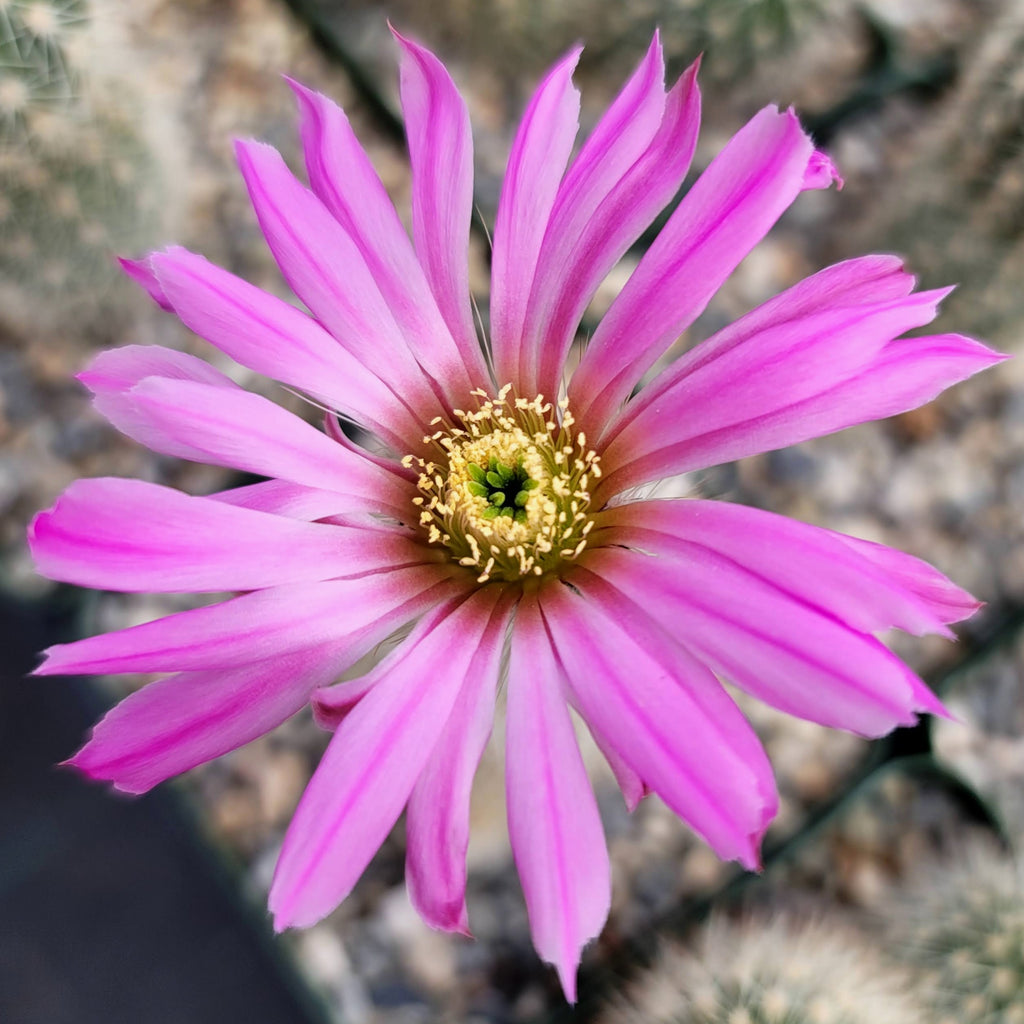 Echinocereus sciurus