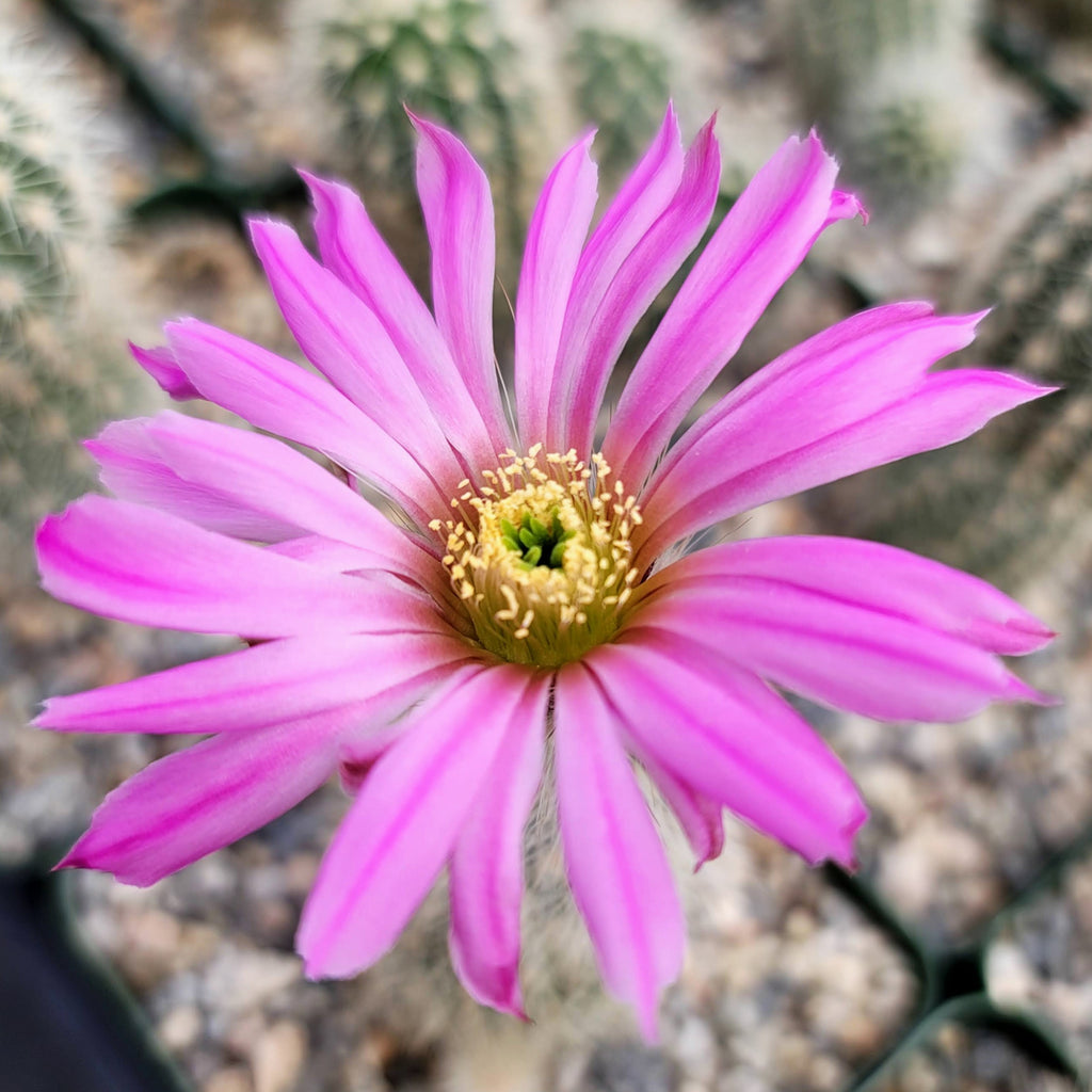 Echinocereus sciurus