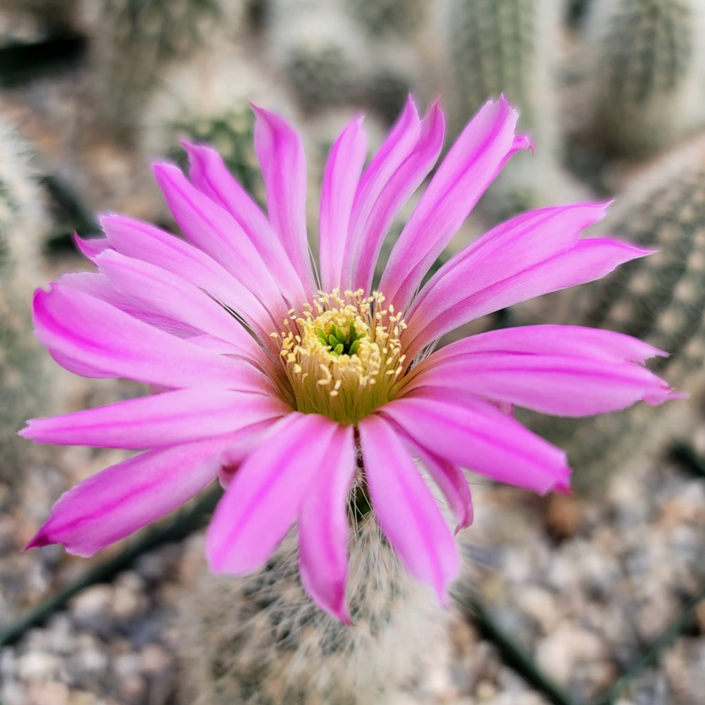 Echinocereus sciurus