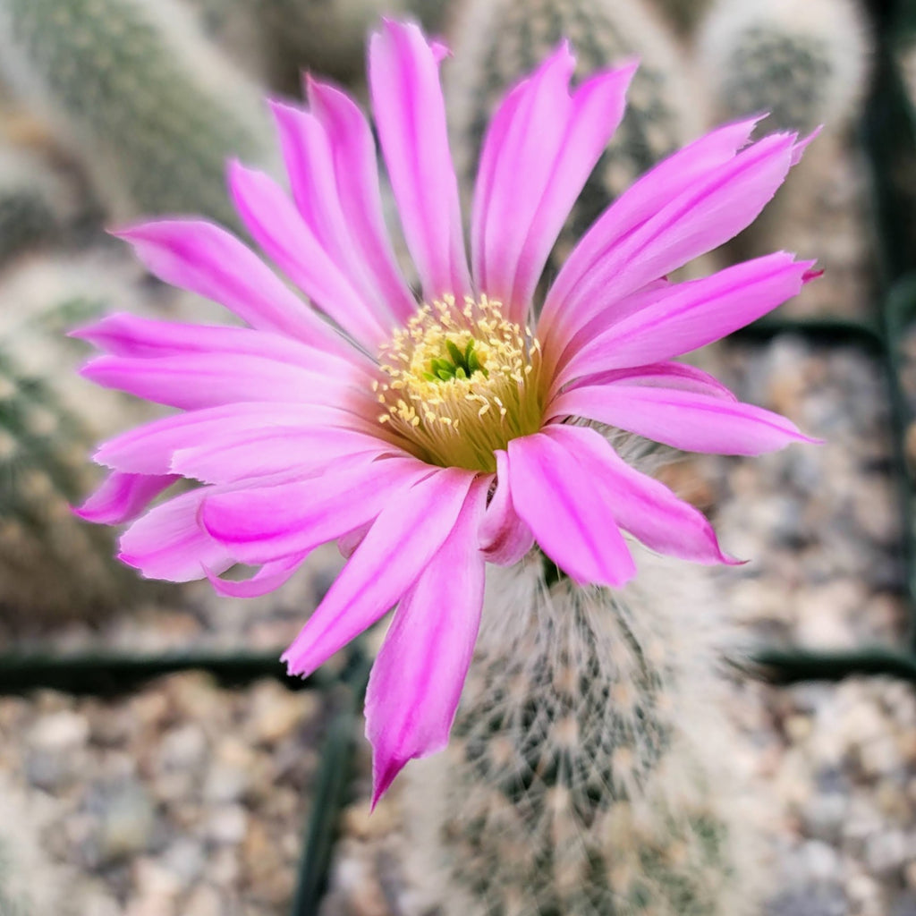 Echinocereus sciurus