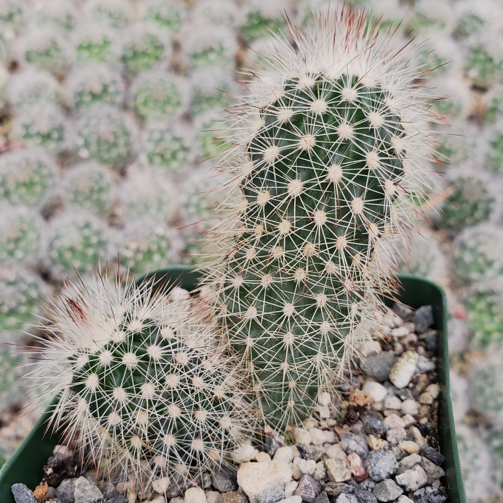 Echinocereus sciurus