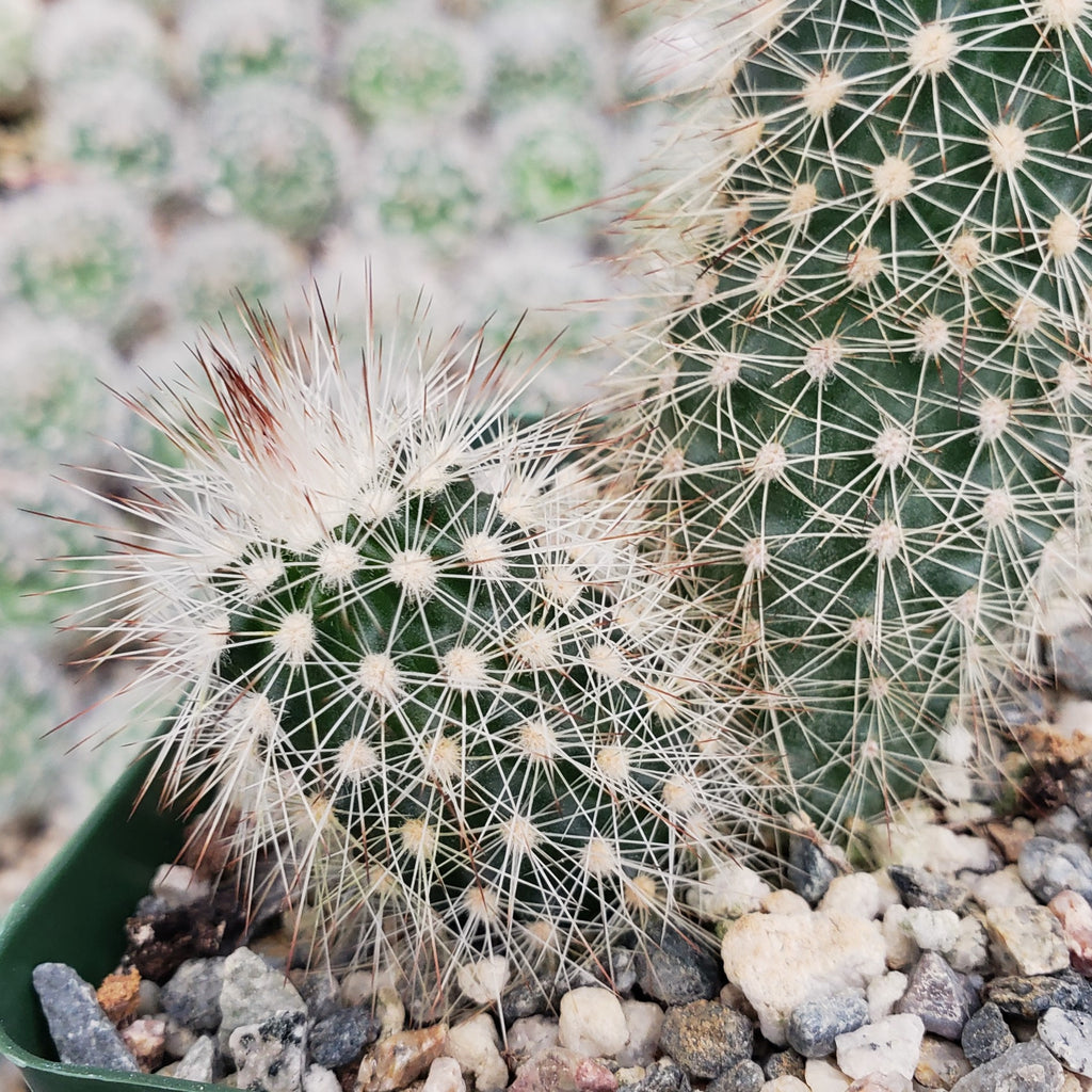 Echinocereus sciurus
