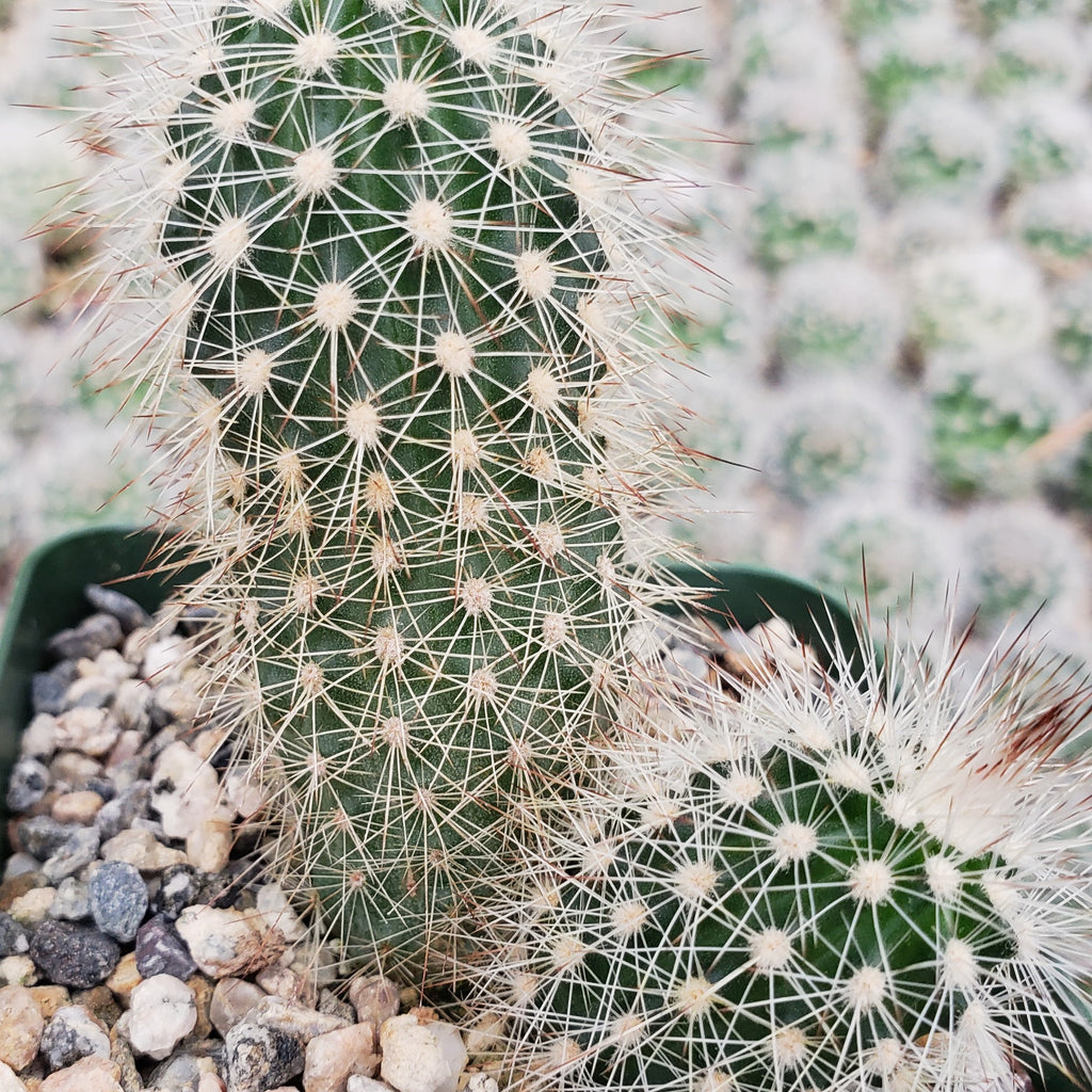 Echinocereus sciurus