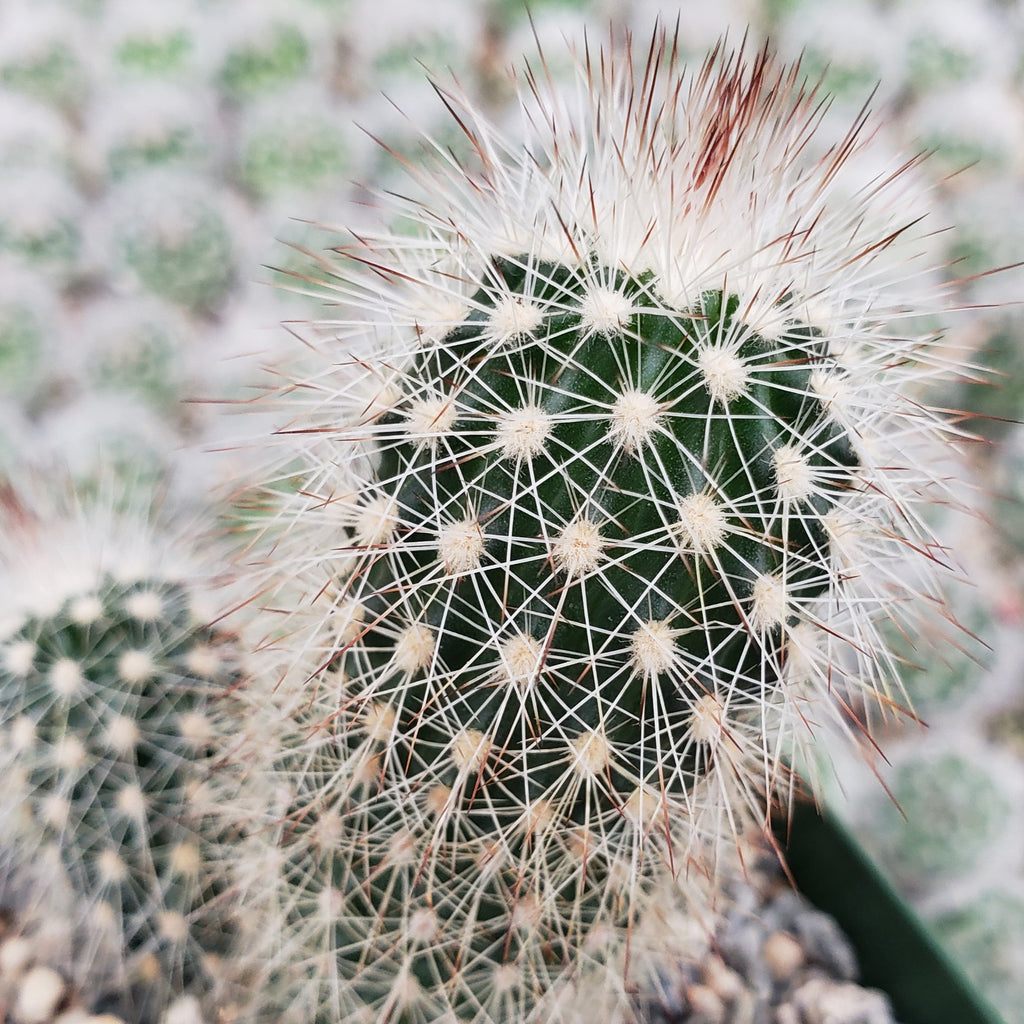 Echinocereus sciurus