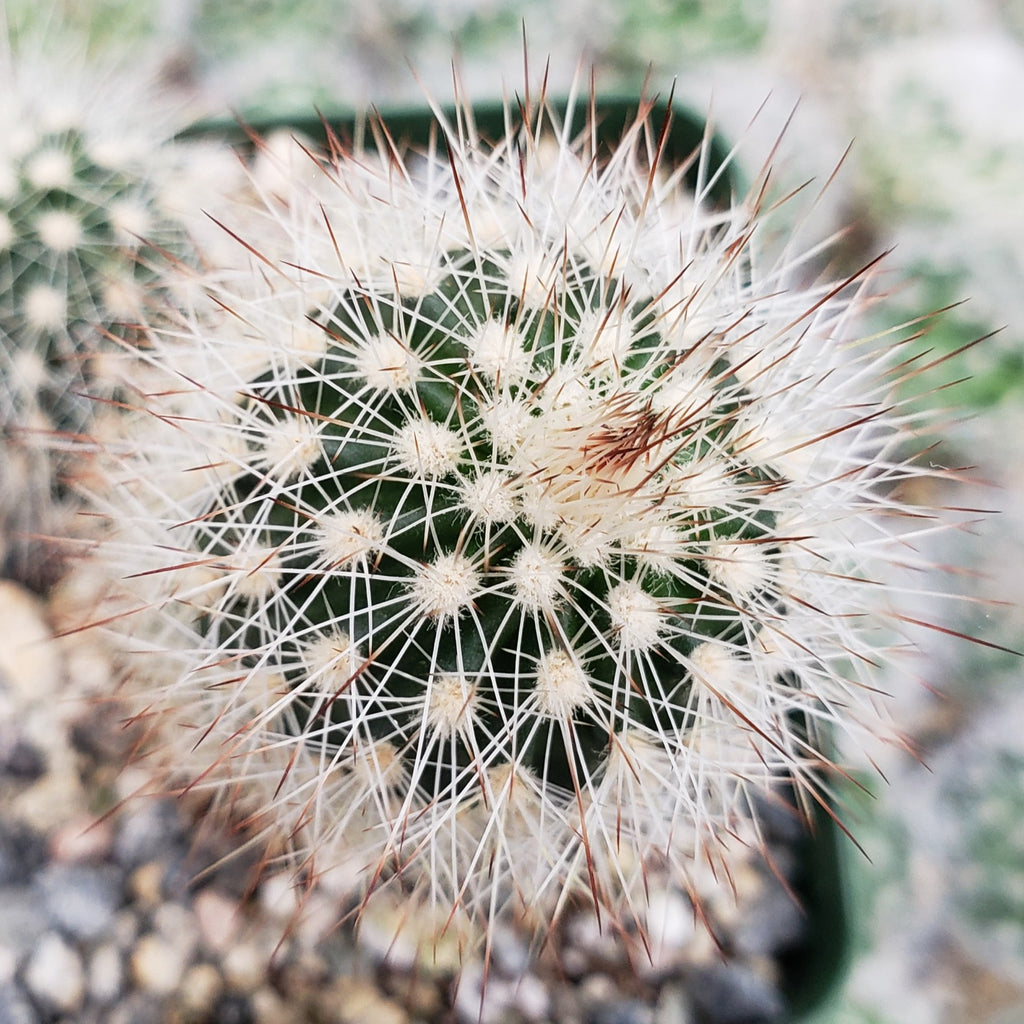 Echinocereus sciurus