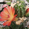 Echinocereus triglochidiatus inermis