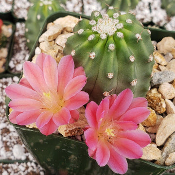 Shop 'Echinocereus triglochidiatus inermis' Care and Info