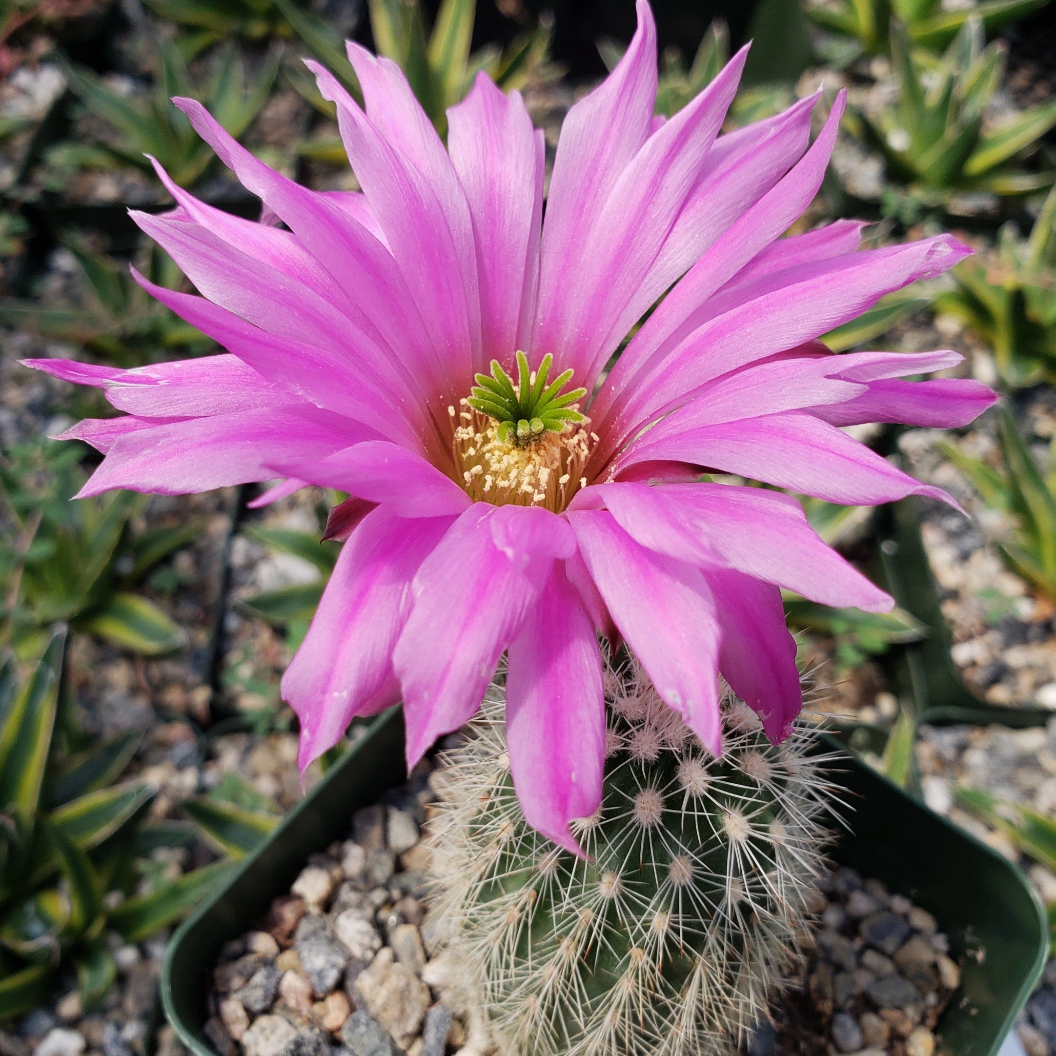 Echinocereus websterianus