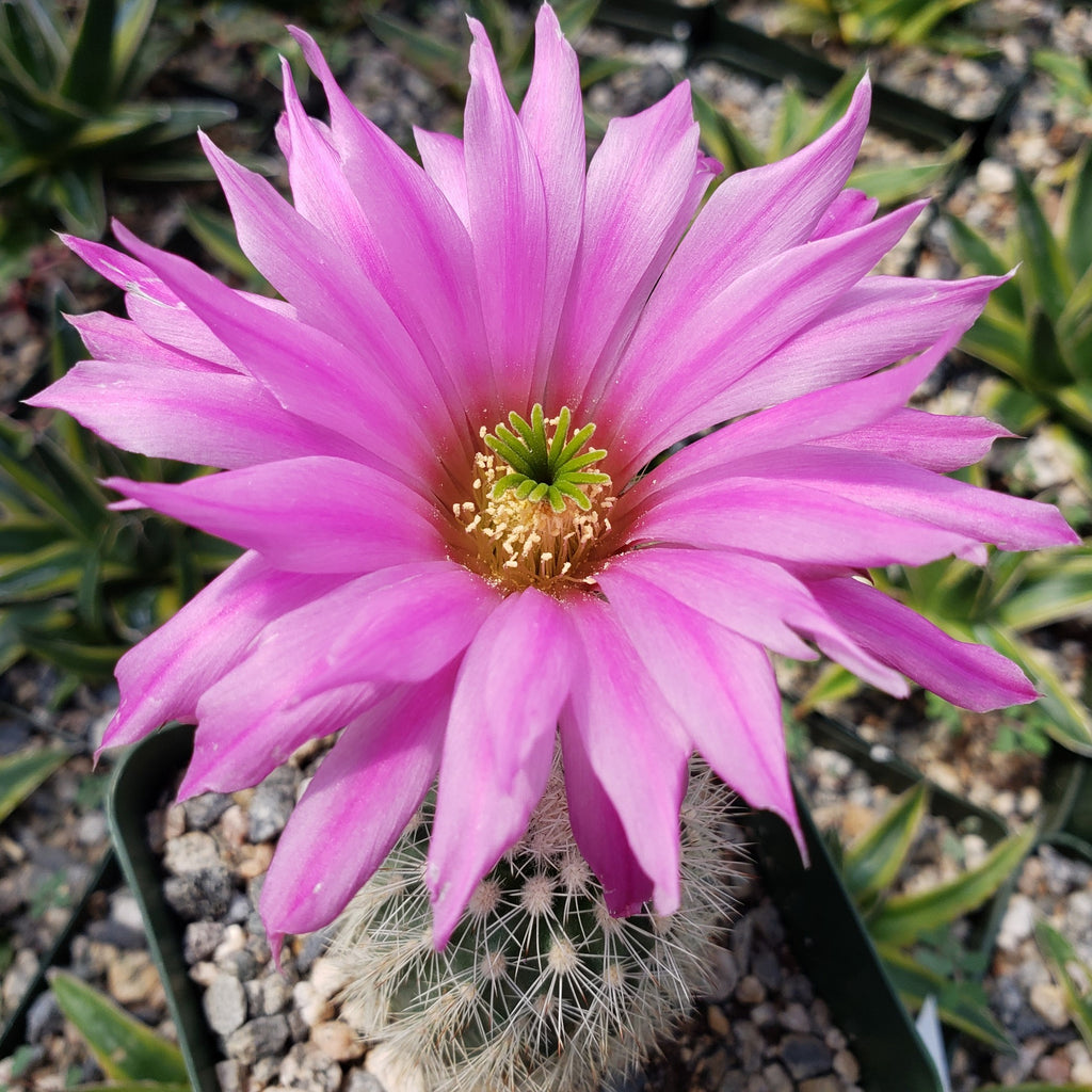Echinocereus websterianus