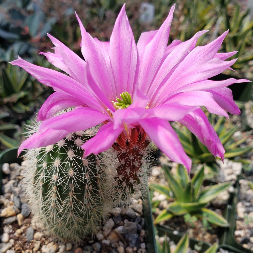 Echinocereus websterianus