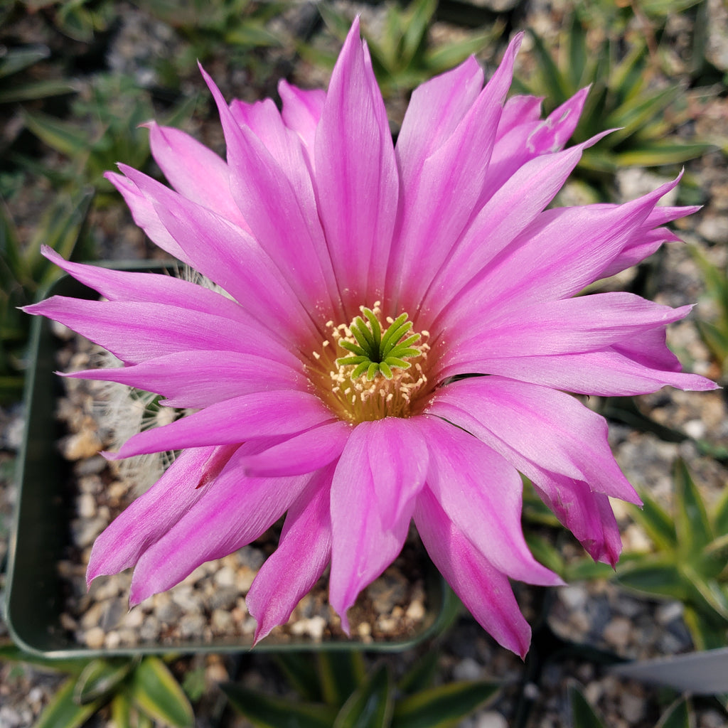Echinocereus websterianus