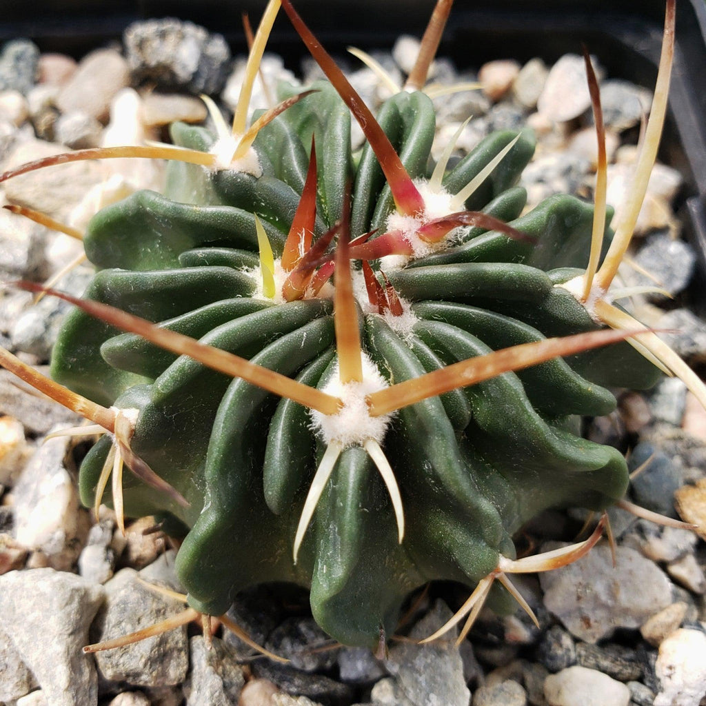 Echinofossulocactus guerraianus