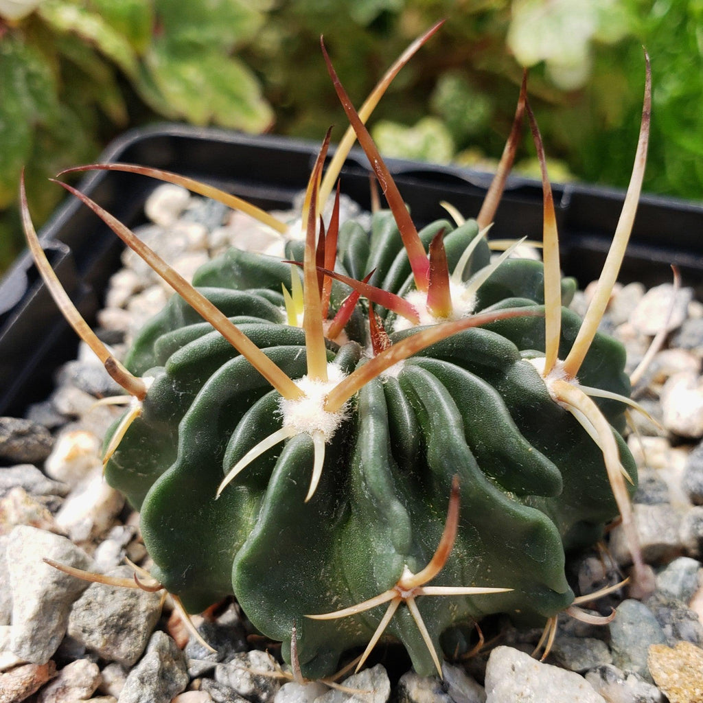 Echinofossulocactus guerraianus