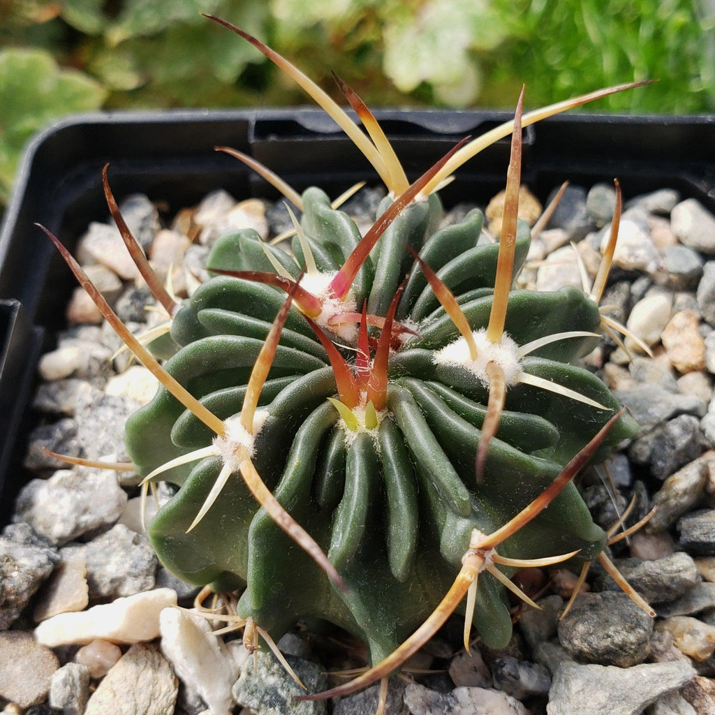 Echinofossulocactus guerraianus