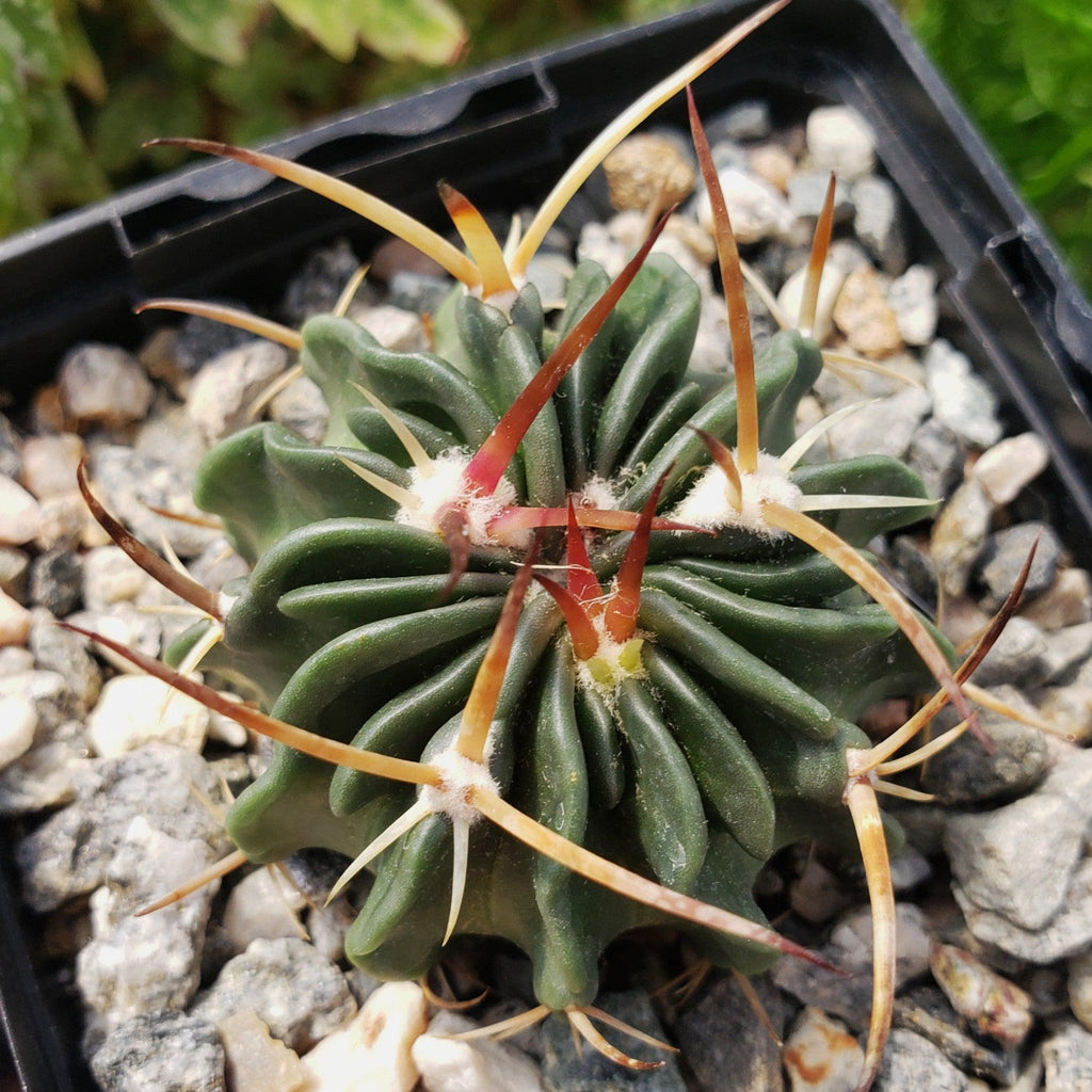 Echinofossulocactus guerraianus