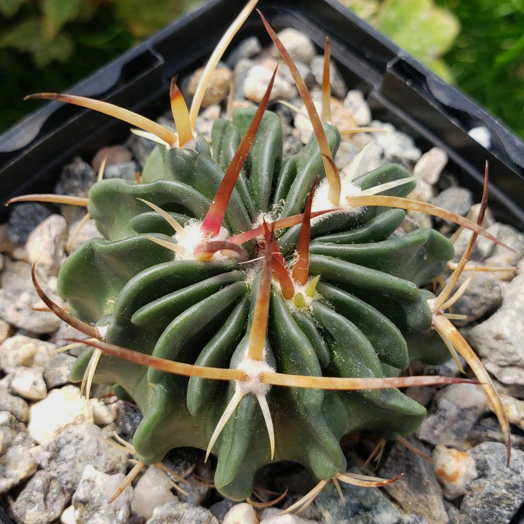 Echinofossulocactus guerraianus