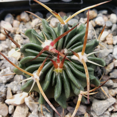 Echinofossulocactus guerraianus