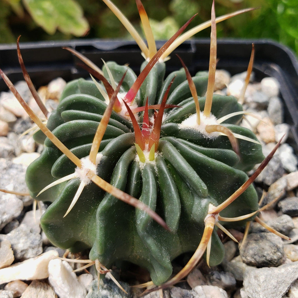 Echinofossulocactus guerraianus