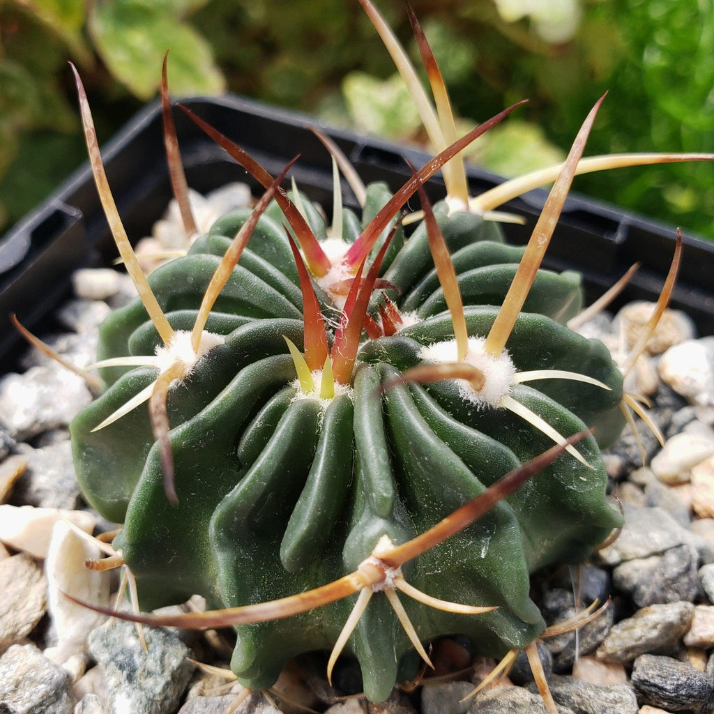 Echinofossulocactus guerraianus