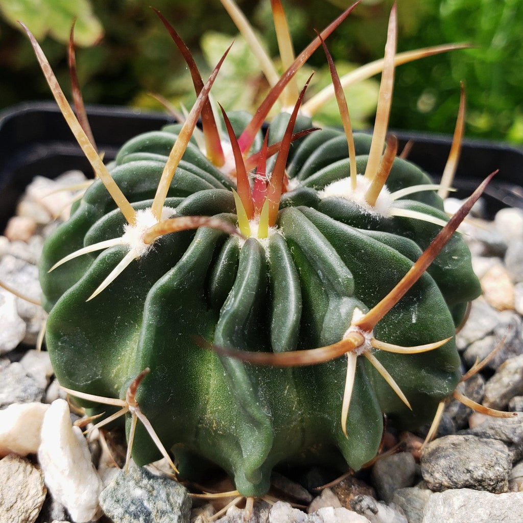 Echinofossulocactus guerraianus