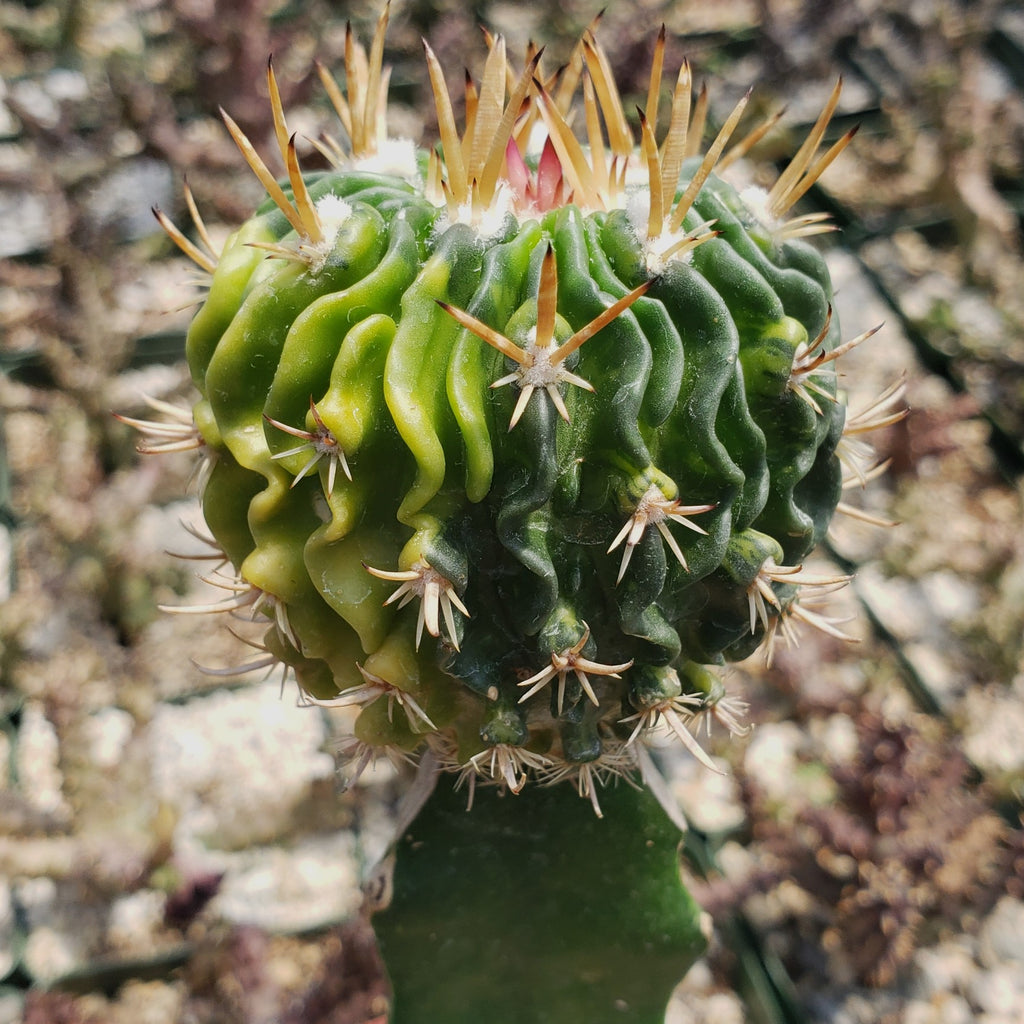 Echinofossulocactus guerraianus variegata crested grafted Large