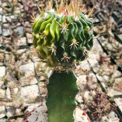 Echinofossulocactus guerraianus variegata crested grafted Large