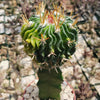 Echinofossulocactus guerraianus variegata crested grafted Large