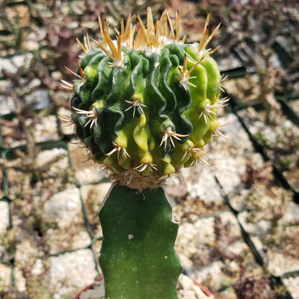 Echinofossulocactus guerraianus variegata crested grafted Large